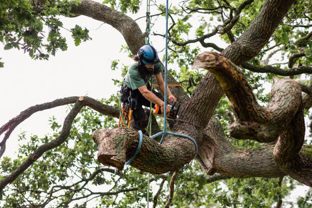 Best Tree Risk Assessment  in Watertown Town, MA